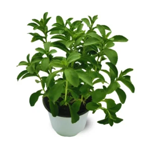 Sweet Leaf Stevia Plant Live Plant Potted Herb 4-5 Inches