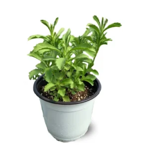 Sweet Leaf Stevia Plant Live Plant Herb - 4-5 Inch Potted Stevia Mint Herb