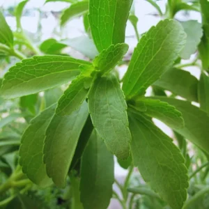 Sweet Leaf Stevia Plant Live Plant Herb - 4-5 Inch Potted Stevia Mint Herb