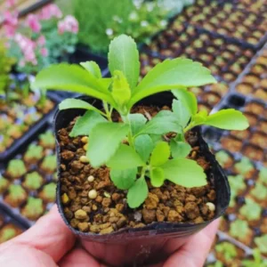 Sweet Leaf Stevia Plant Live Plant Herb - 4-5 Inch Potted Stevia Mint Herb