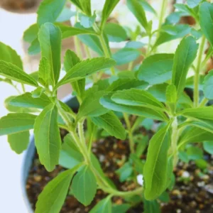 Stevia Mint Herb Plants - 3 Live Sweet Leaf Stevia Plants - 3-5 Inches Tall