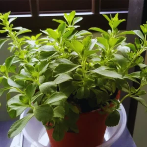 Stevia Mint Herb Plants - 3 Live Sweet Leaf Stevia Plants - 3-5 Inches Tall
