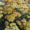 Orange Yarrow Plant Live, 3 Inch Pot, Perennial Flower Garden Plant