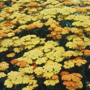 Orange Yarrow Plant Live, 3 Inch Pot, Perennial Flower Garden Plant