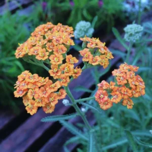 Orange Yarrow Plants Live - Perennial Flower Plant - 3 Inch Pot - Garden Ready