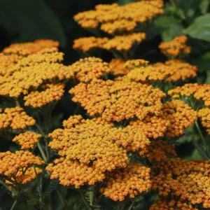 Yarrow Live Plant 3-Pack - Orange Yarrow Flower Plant - 3 Inch Pot Perennial Garden Flower
