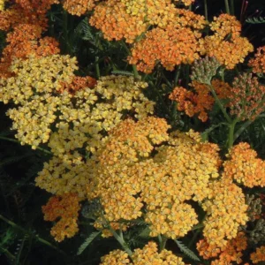 Yarrow Live Plant 3-Pack - Orange Yarrow Flower Plant - 3 Inch Pot Perennial Garden Flower
