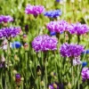 Purple Cornflower Plant Live 3-5 Inch Flower Garden