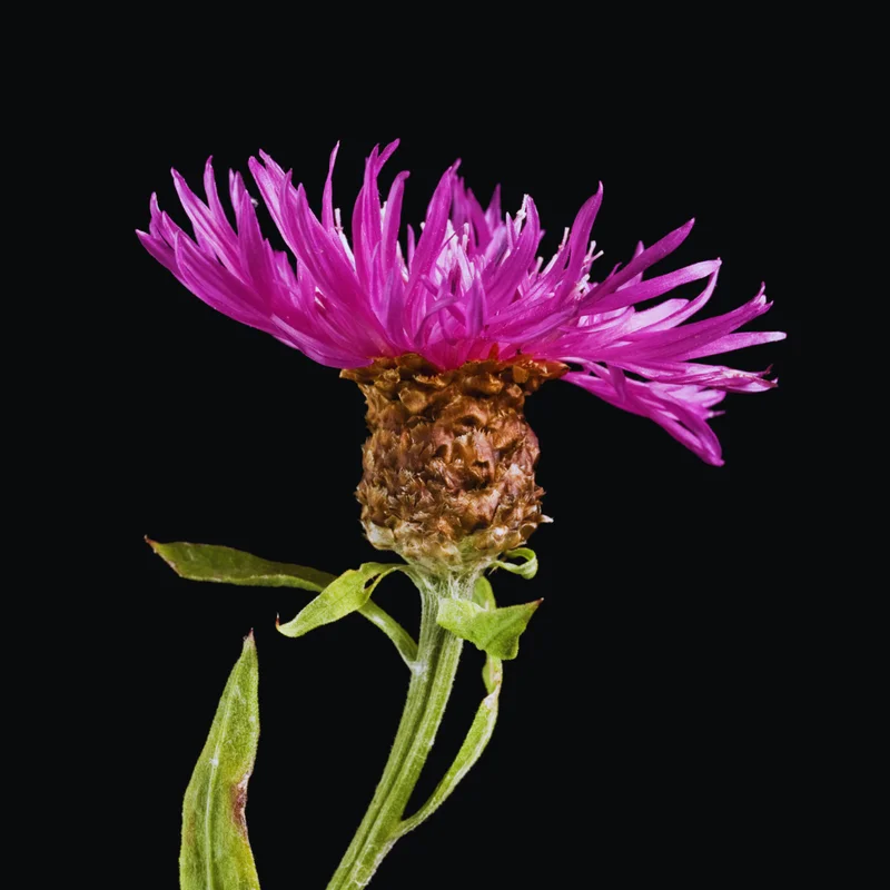 Purple Cornflower Plant Live 3-5 Inch Flower Garden