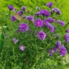 Purple Cornflower Plant Live 3-5 Inch Flower Garden