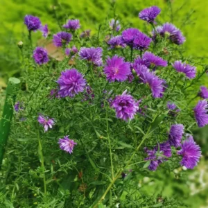 Purple Cornflower Plant Live 3-5 Inch Flower Garden