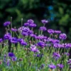 Purple Cornflower Plant Live 3-5 Inch Flower Garden