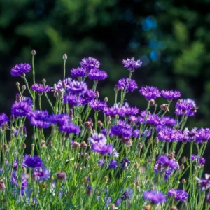 Purple Cornflower Plant Live 3-5 Inch Flower Garden