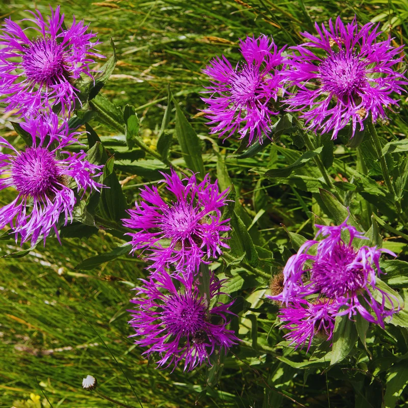 Purple Cornflower Live Plant Set - Easy to Grow Flowers 3-5 Inches