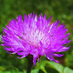Cornflower Plant 4 Pack Live - Purple Flower Plant 3-5 Inches Tall