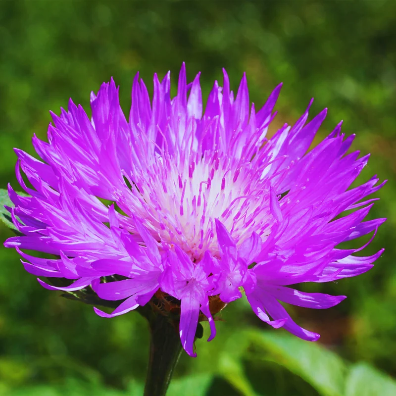 Cornflower Plant 4 Pack Live - Purple Flower Plant 3-5 Inches Tall