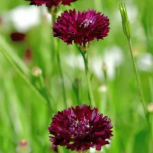 Black Cornflower Plant Live - Garden Flower Plant - Unique Black Blooms
