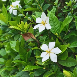 Gardenia Jasminoides Live Plant - 4 Inch Potted Jasmine Vine Shrub - White Flowers