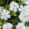 Gardenia Jasminoides Live Plant - 4 Inch Potted Jasmine Vine Shrub - White Flowers