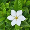 Gardenia Jasminoides Live Plant - 4 Inch Potted Jasmine Vine Shrub - White Flowers