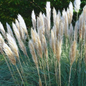 White Pampas Grass Plants - 2 Inch Potted Ornamental Grass Clump