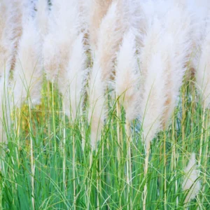 White Pampas Grass Plants - 2 Inch Potted Ornamental Grass Clump