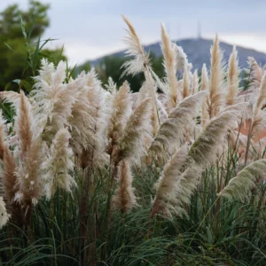 White Pampas Grass Plants - 2 Inch Potted Ornamental Grass Clump
