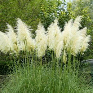 Pampas Grass Plants 2-Inch Potted White Ornamental Grass Clump Live Plants Outdoor