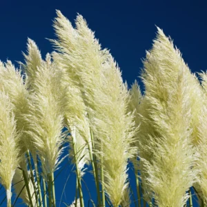 White Pampas Grass Plants Set - 2 Inch Potted Ornamental Grass Clump