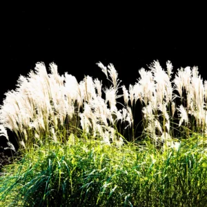 White Pampas Grass Plants Set - 2 Inch Potted Ornamental Grass Clump