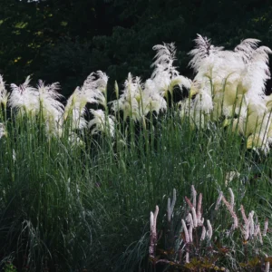 White Pampas Grass Plants Set - 2 Inch Potted Ornamental Grass Clump