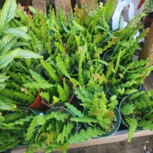 Epiphyllum Anguliger Plant - Zig Zag Cactus Plant 2 Inch Pot - Ric Rac Cactus