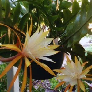 Zig Zag Cactus Plant - Fishbone Cactus, 4 Inch Pot, Live Ric Rac Epiphyllum Anguliger