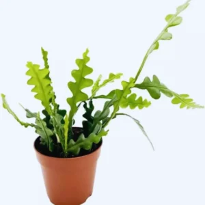 Epiphyllum Anguliger Plant Live - 6 Inch Pot Fishbone Cactus Ric Rac Succulent