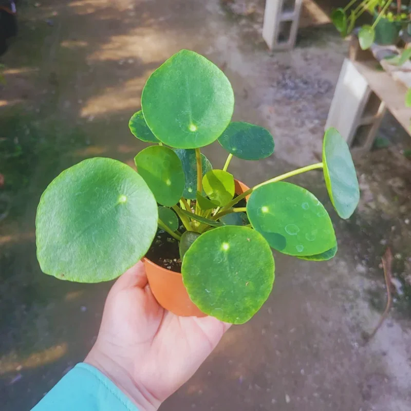 Pilea Peperomioides Plant 2-Pack - Money Plant Live - 2 Inch Potted Houseplant