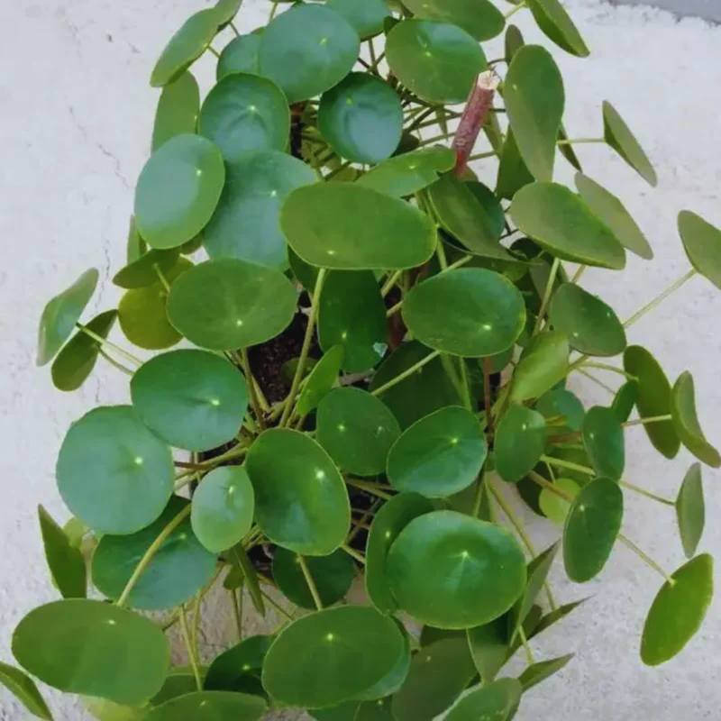 Pilea Peperomioides Plant 2-Pack - Money Plant Live - 2 Inch Potted Houseplant