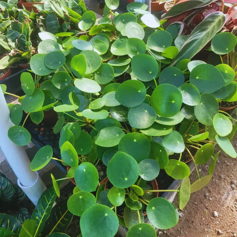 Pilea Peperomioides Plant 2-Pack - Money Plant Live - 2 Inch Potted Houseplant