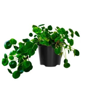 Pilea Peperomioides Plant 2-Pack - Money Plant Live - 2 Inch Potted Houseplant