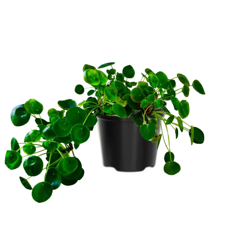 Pilea Peperomioides Plant 2-Pack - Money Plant Live - 2 Inch Potted Houseplant