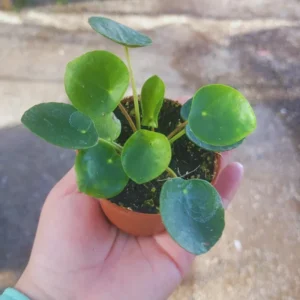 Pilea Peperomioides Plant 2-Pack - Money Plant Live - 2 Inch Potted Houseplant
