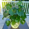 Money Plant Live 2-Pack - Pilea Peperomioides Plant 4 Inch Pot Easy House Plant