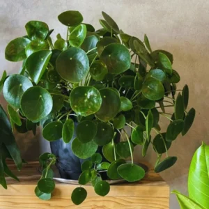 Maidenhair Fern Plants Pot - 2 Inch Potted Fern Live Plants 3 Bundles