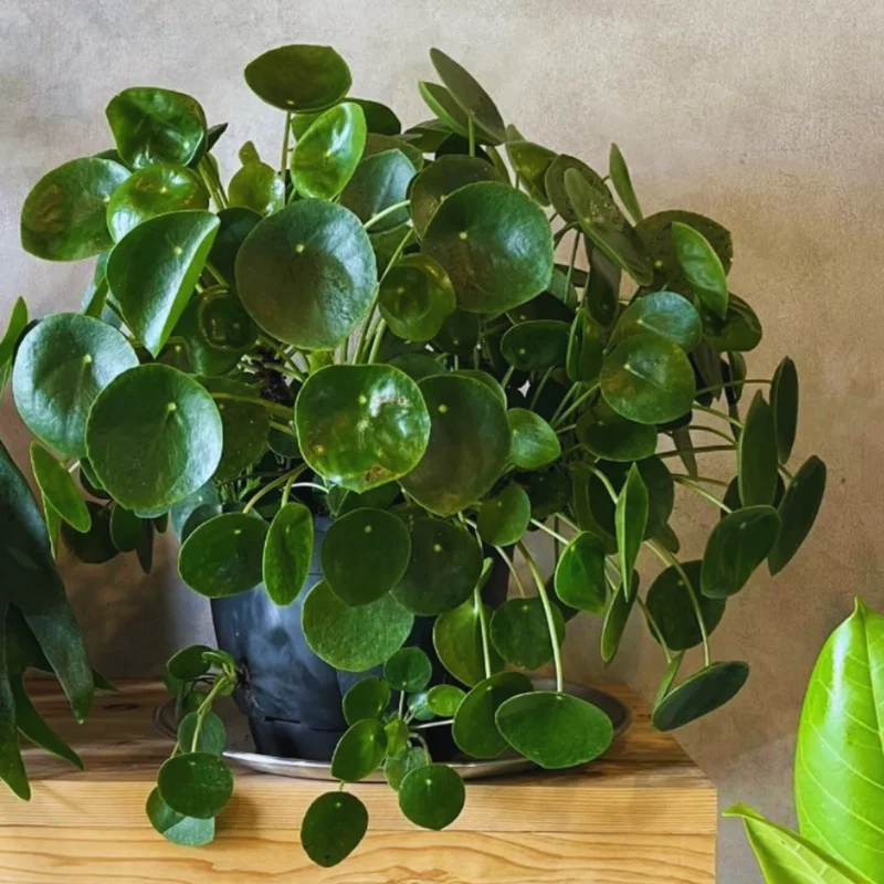 Maidenhair Fern Plants Pot - 2 Inch Potted Fern Live Plants 3 Bundles