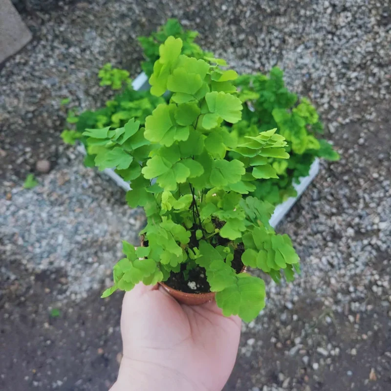 Maidenhair Fern Plants Pot - 2 Inch Potted Fern Live Plants 3 Bundles