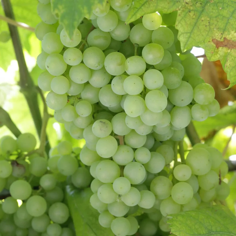 Seedless Grape Vine Live - 1 Year Old Grape Plant - High-Yield Cold Hardy Grape Fruit