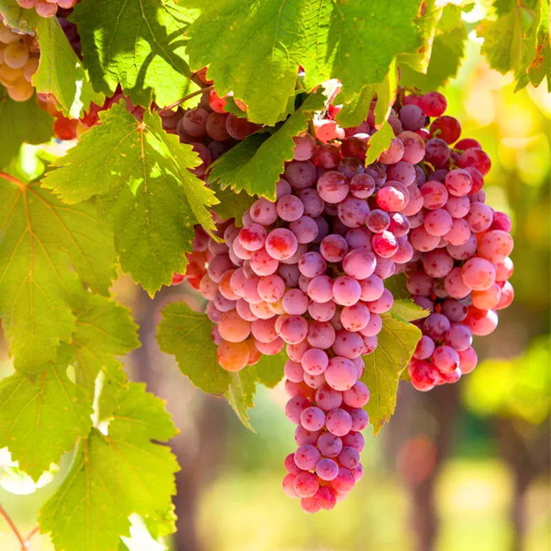 Seedless Grape Vine Live - 1 Year Old Grape Plant - High-Yield Cold Hardy Grape Fruit