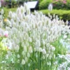 Ornamental Tail Grass Live Plant - 4 Inch Pot - Home Garden Decor