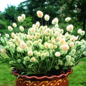 Ornamental Tail Grass Live Plant - 4 Inch Pot - Home Garden Decor