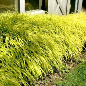 Japanese Forest Grass Plant Live - Gold Ornamental Grass 2.5