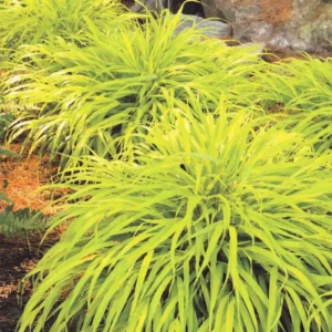 Japanese Forest Grass Plant Live - Gold Ornamental Grass 2.5" Pot